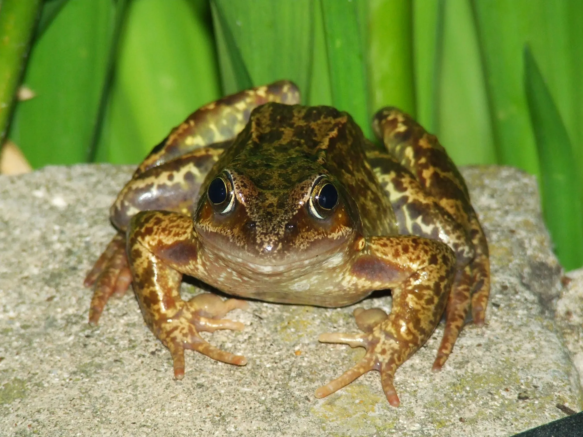 A mottled brown frog is looking at you from a concrete tile. He has prominent nuptial pads on his thumbs. Behind him a group of irises provide a green background