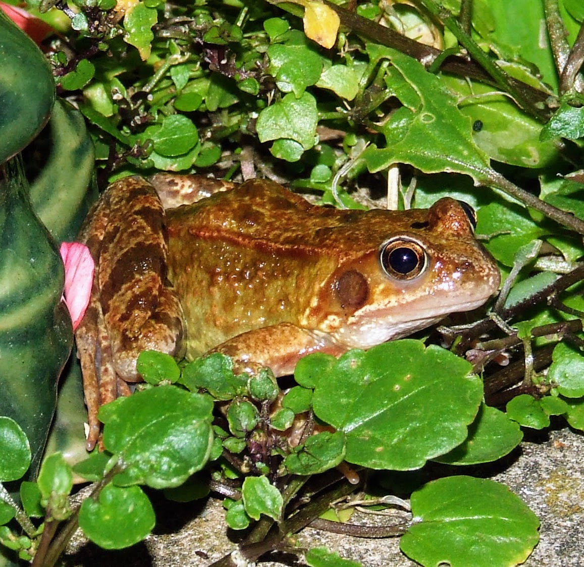 An orange brown Rana temporaria peaking out of the watercress in our pond